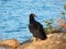 Black Vulture on Rock at Douglas Lake in Dandridge, Tennessee