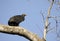 Black Vulture Roost, Georgia, USA