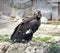 Black vulture scavenger hawk predator orderly