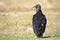 Black Vulture Sitting on the Ground