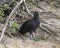 Black vulture standing on the bank of the Grand River below the Pensacola Dam