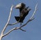 Black Vulture taking off from top of a dead tree