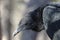 Black Vulture tight portrait