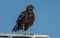 Black Vulture on a Tin Roof