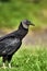 Black vulture waiting for its prey