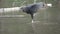 Black Vulture walking over water in super slow motion