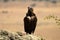 black vulture watches from a rock