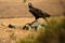 black vulture watches from a rock