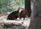 Black vultures couple