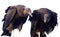 Black Vultures in the Everglades