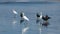 Black vultures and Great egrets on the beach