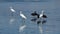 Black vultures and Great egrets on the beach