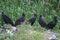 A Black vultures group meeting