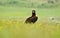 Black vultures scavenging among flowers