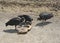 Black Vultures and Snake