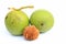 Black walnut (Juglans nigra)