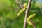 Black walnut (Juglans nigra) buds close up. Walnut blooms, branch with buds on a green background. flower of walnut on the branch