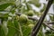 Black walnut tree Juglans nigra with a photo of the end of the fruit grows on a branch