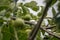 Black walnut tree Juglans nigra with a photo of the end of the fruit grows on a branch