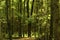 Black Walnut woodland beautiful when sunlit