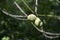 Black walnuts on tree