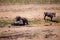 Black warthogs standing in a dirt field with a patch of lush green grass in the background