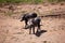 Black warthogs standing in a dirt field with a patch of lush green grass in the background