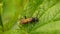 Black wasp with brown wings on a leaf