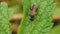 Black wasp with brown wings on a leaf