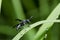 Black wasp on green leaf