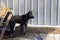 a black watchdog on a leash guarding the house