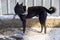 black watchdog on a leash guarding the house