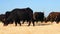 Black water buffalo eating dry grass,eating dry grass black buffalo in utter pradesh,India