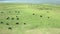 Black water buffalos pasturing at meadow.