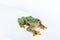 Black-webbed flying tree frog, Rhacophorus kio, on white background