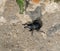 Black Weevil Liparus coronatus on Track