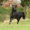 Black welsh cob running on pasturage