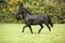 Black welsh cob running on pasturage