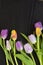 Black wenge wooden empty copy space background with colorful tulips