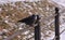 Black western jackdaw on iron railing in winter