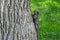 Black western squirrel on the tree in a park