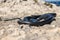 Black western whip snake, Hierophis viridiflavus, basking in the sun on a rocky cliff in Malta