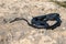 Black western whip snake, Hierophis viridiflavus, basking in the sun on a rocky cliff in Malta