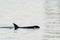 Black whale swimming in the water in the Salish sea