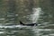 Black whale swimming in the water in the Salish sea