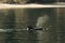 Black whale swimming in the water in the Salish sea