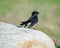 Black wheatear bird on a stone