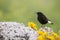 Black wheatear, Oenanthe leucura