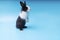 black and white adorable rabbit standing on isolated blue background. Lovely baby bunny stand looking at something on blue