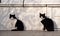 Black and white adult twins cats